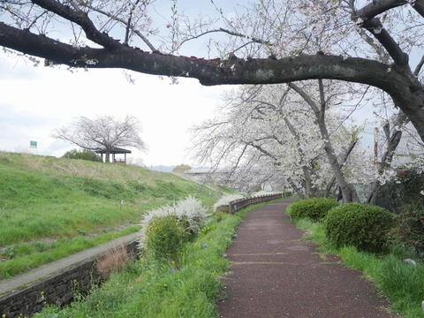 20260331桜 (184)