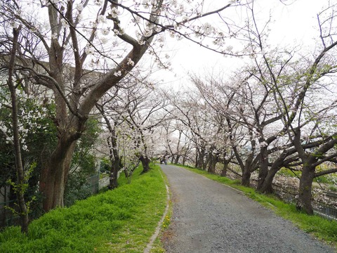 20230325玉川沿い桜 (8)