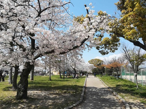 20200404sakura4