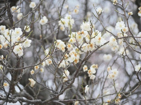 20260216高槻城公園南地区 (32)