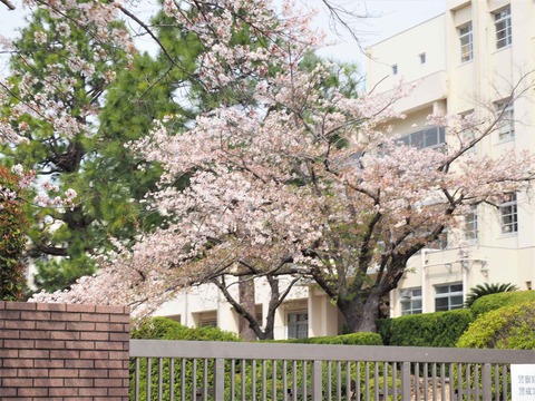 20230402桜 (3)