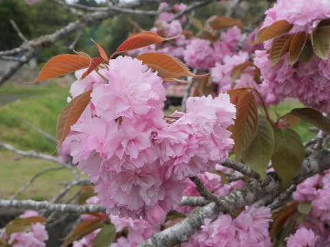 20260424樫田 (28)