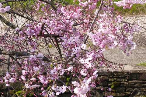 20200404sinkawa23