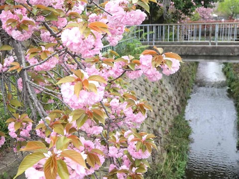 20260413西真上八重桜 (6)