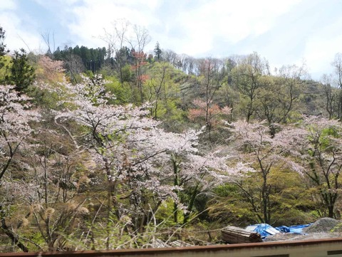 20260412府道号桜新緑 (10)
