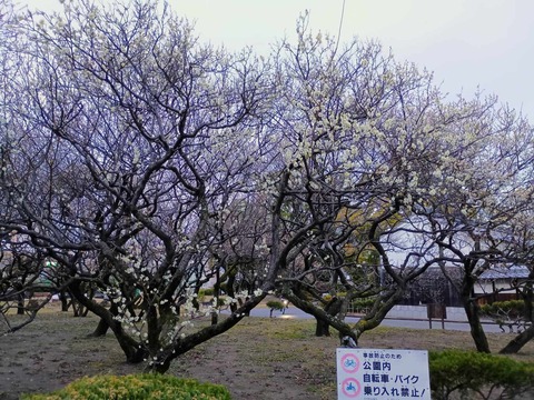 20250304梅 (12)