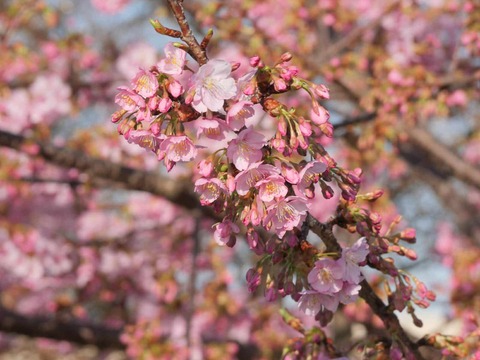 20260301河津桜今城 (13)