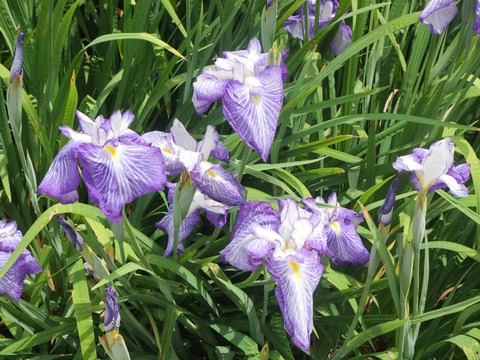 20260529城北菖蒲園 (9)
