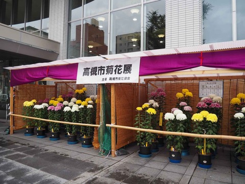 20221101菊花展 (8)
