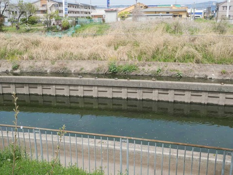 20260406玉川カモ (2)