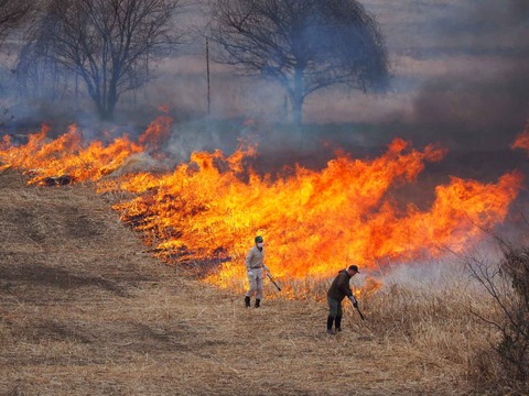 20240218ヨシ焼き (49)