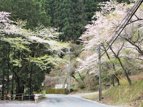 20230408樫田方面桜 (21)