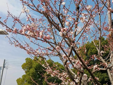 20250327桜 (6)