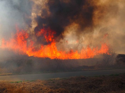 20230312ヨシ焼き (52)