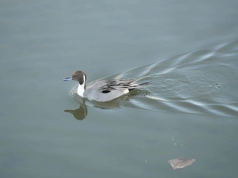 20251213芥川カモ (5)