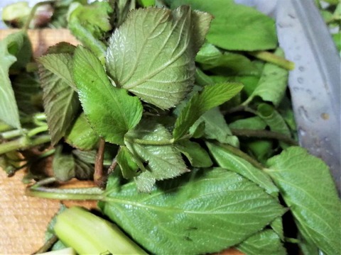 20230507山ウド (2)