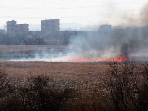 20230312ヨシ焼き (22)