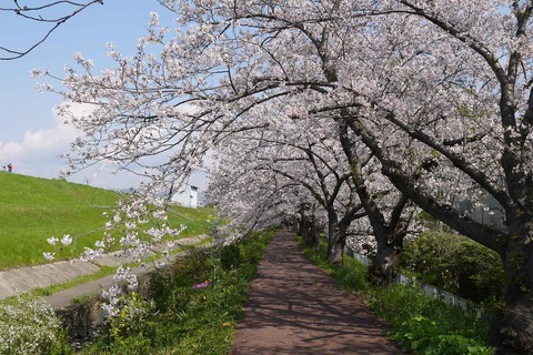 20200404sinkawa17