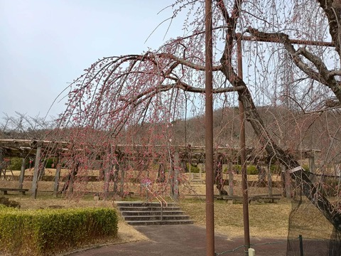 20260318摂津峡公園 (1)
