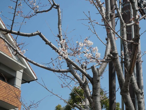 20260321桜商工会議所 (1)