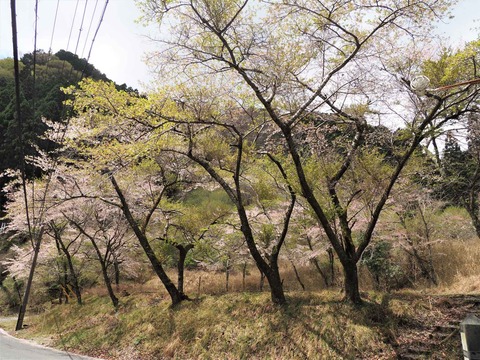 20230408樫田方面桜 (20)