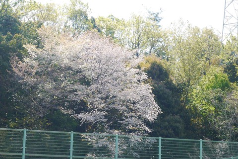 20200425sakura4
