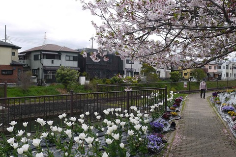 20200419sakura5