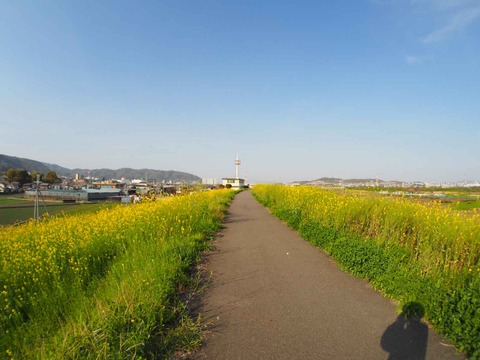 20230401島本上牧セイヨウカラシナ  (20)