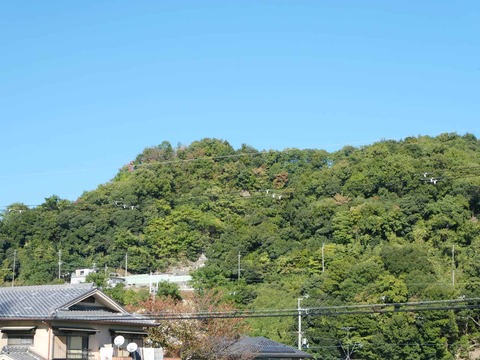20241111タチソ (26)