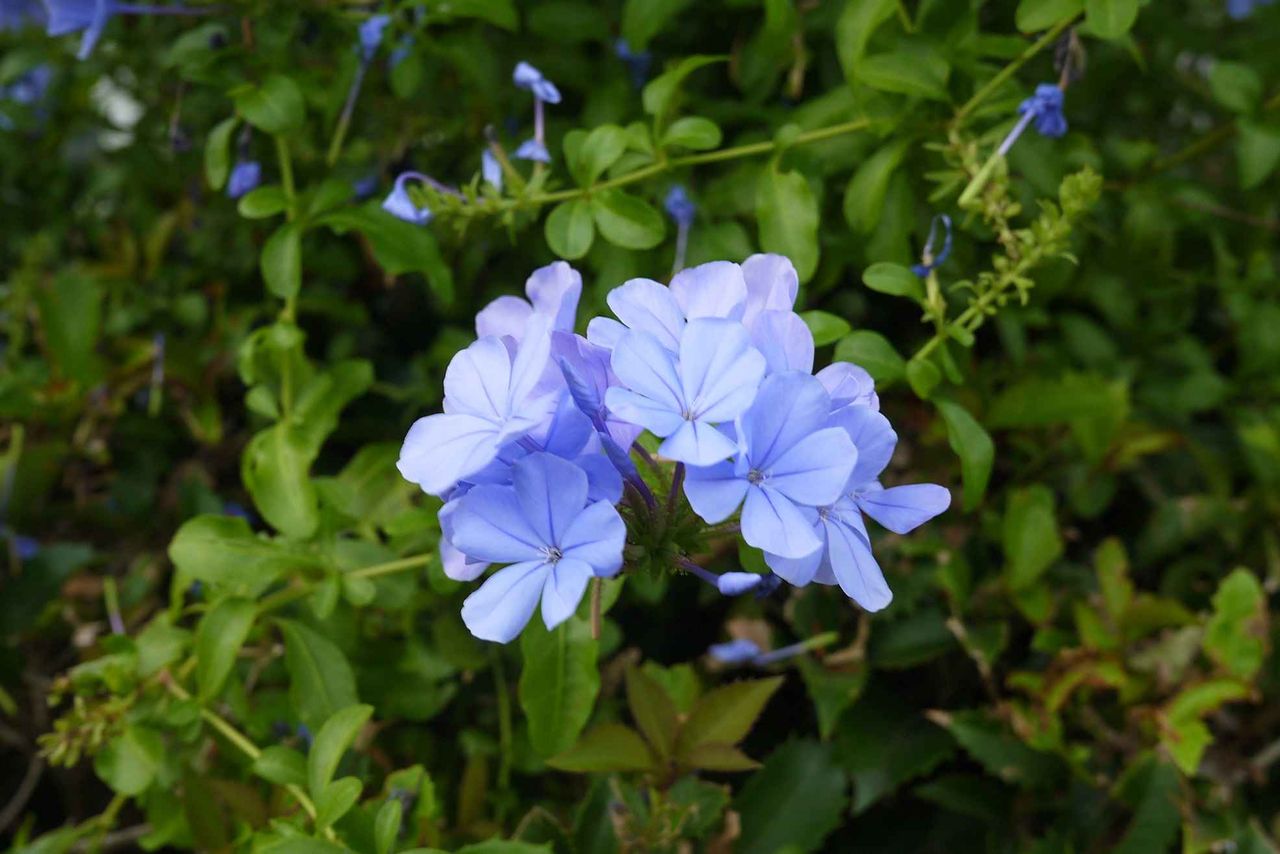 高槻の街かどで見かけるこの花は何 青くてあじさいのような花びらがあるのが特徴 高槻network新聞