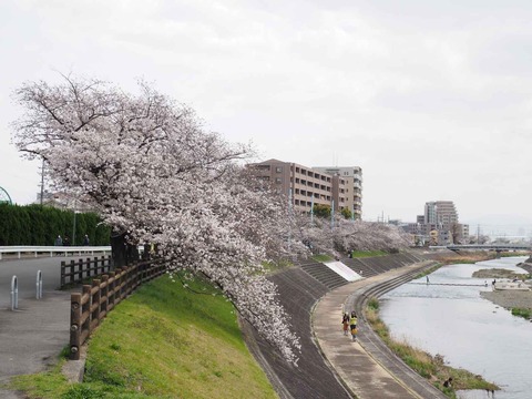 20230327芥川桜堤 (4)