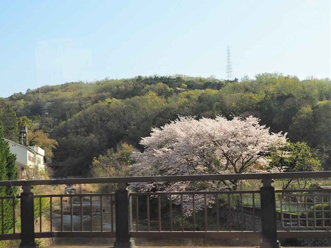 20230401桜 (3)