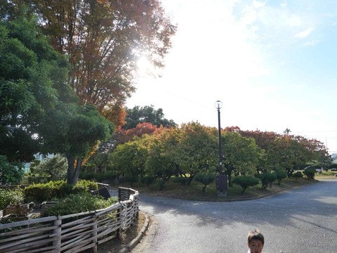 20251108高槻城公園南地区 (11)