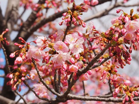 20240302筒井池公園 (23)