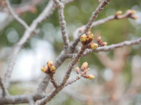20260206筒井池公園 (4)