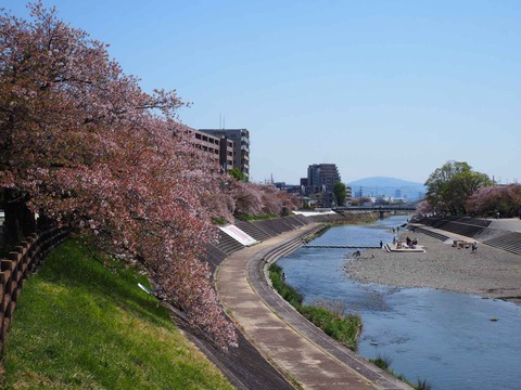 20240414桜 (5)