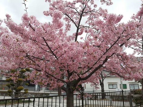 20210306kawazu_sakura (1)