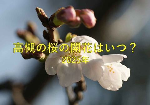 桜開花表紙