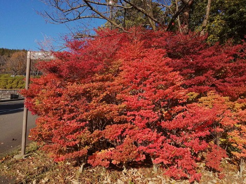 20201122koyo1