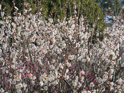 20260202万博記念公園 (64)