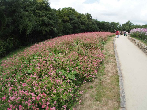 20221022万博記念公園 (43)