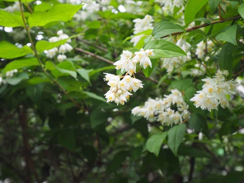 20220515うの花 (14)