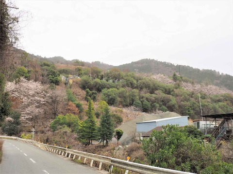20230325原の桜 (19)