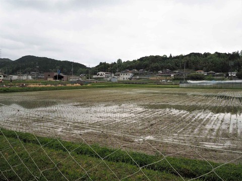 20230506樫田田植え (2)
