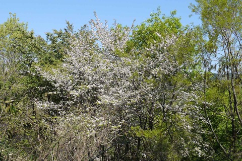 20200425sakura5