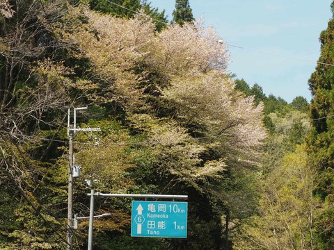 20250427樫田桜 (40)