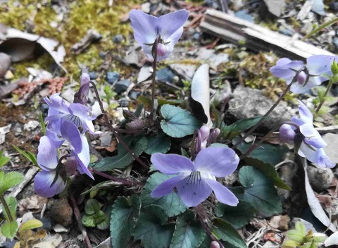 sk_hara_20190404_10
