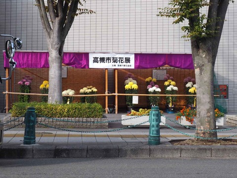 20231109菊花展 (1)