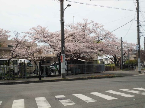 20230402桜 (4)