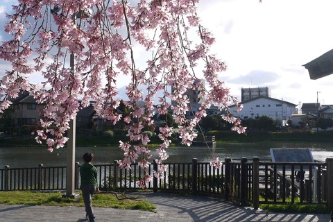 20200329sakura18